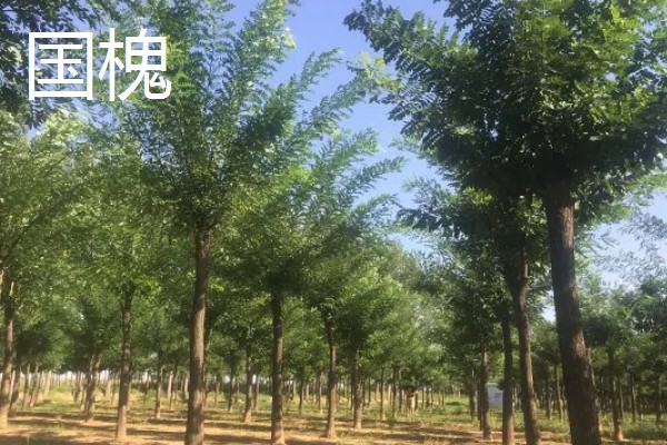 槐树的品种有哪些，常见的有国槐、刺槐等