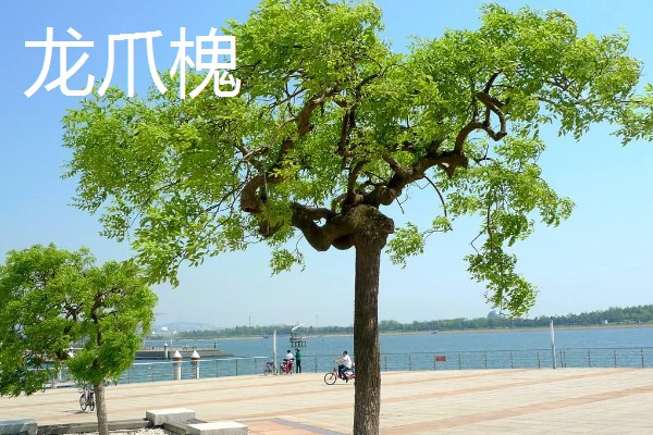 槐树的品种有哪些，常见的有国槐、刺槐等