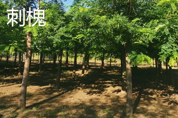 槐树的品种有哪些，常见的有国槐、刺槐等