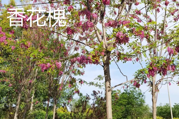 槐树的品种有哪些，常见的有国槐、刺槐等