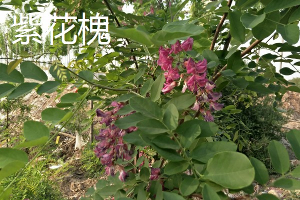 槐树的品种有哪些，常见的有国槐、刺槐等