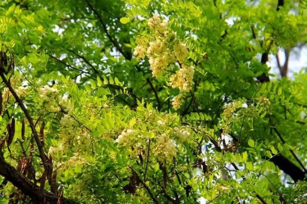 槐树的品种有哪些，常见的有国槐、刺槐等