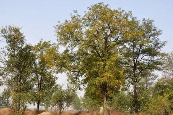 槐树的品种有哪些，常见的有国槐、刺槐等