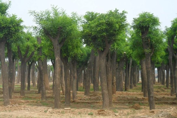 槐树的品种有哪些，常见的有国槐、刺槐等