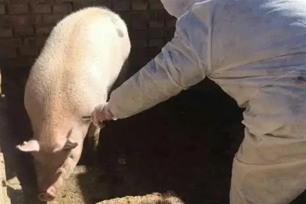母猪突然站不起来怎么办，患上猪衣原体病可使用四环素类药物