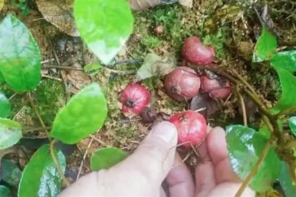 树地瓜简介，一般是指裂叶榕