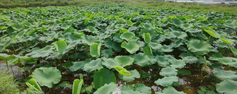 莲藕的种植管理方法，切记不要在烈日下追肥