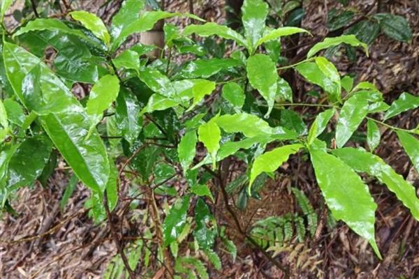 树地瓜简介，一般是指裂叶榕