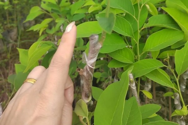 释迦果怎么育苗，可采取以下两种方法