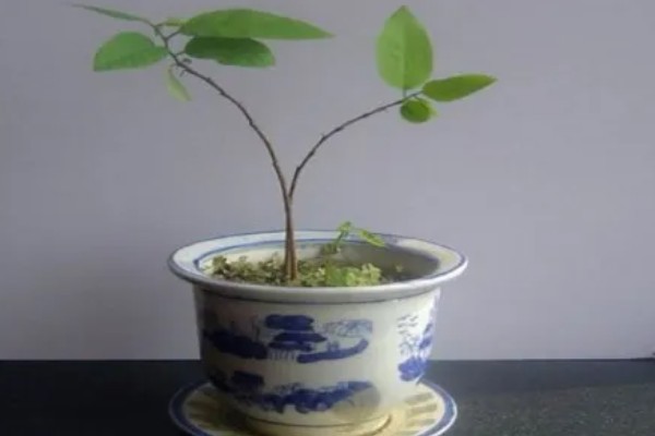 释迦果怎么育苗，可采取以下两种方法