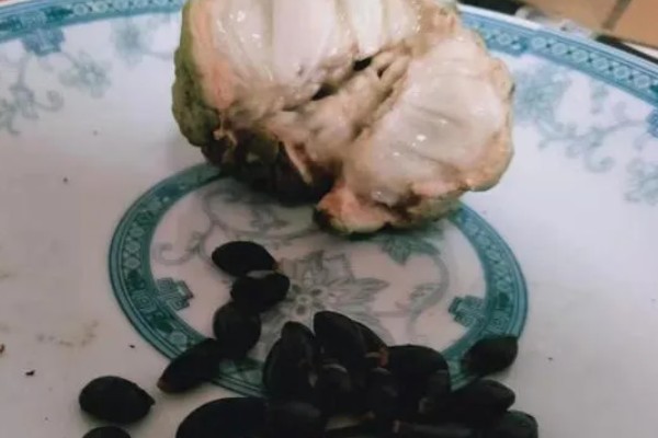 释迦果怎么育苗，可采取以下两种方法