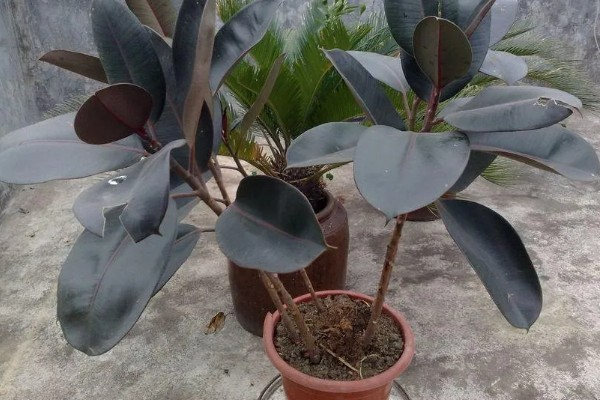 橡皮树有毒吗，是有毒植物