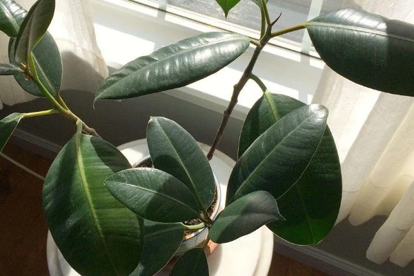 橡皮树有毒吗，是有毒植物