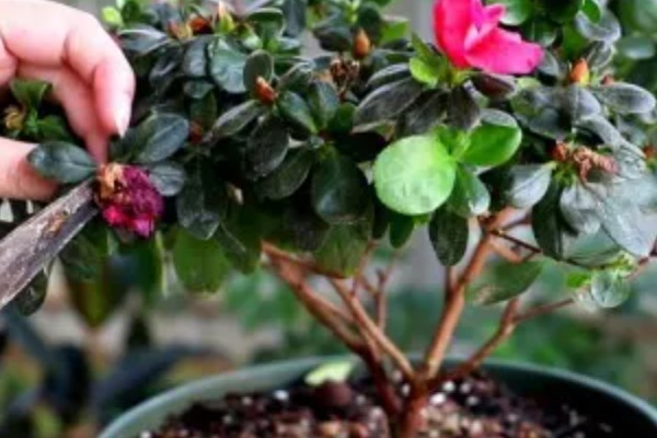 杜鹃花花败后怎样修剪,需及时摘掉残花