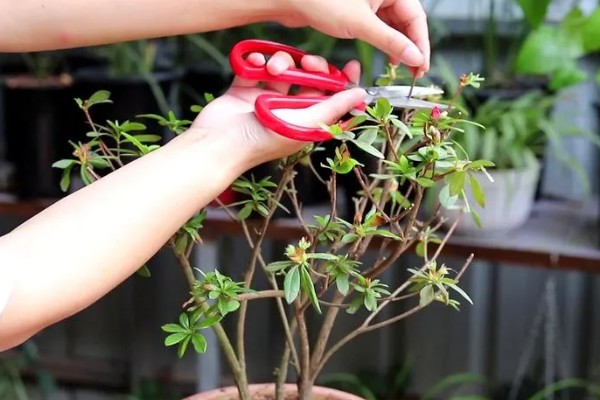 杜鹃花花败后怎样修剪,需及时摘掉残花