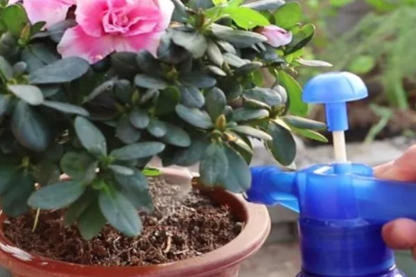 杜鹃花花败后怎样修剪,需及时摘掉残花