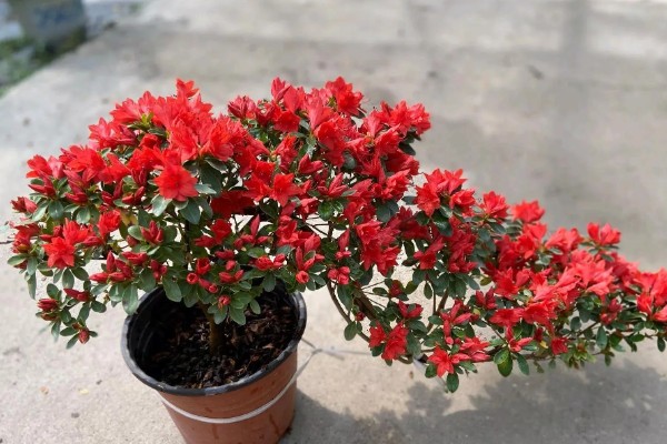 杜鹃花花败后怎样修剪,需及时摘掉残花