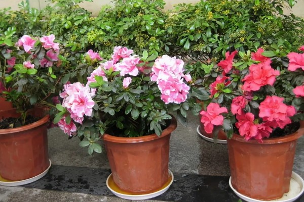 杜鹃花花败后怎样修剪,需及时摘掉残花