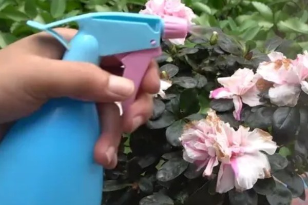 杜鹃花花败后怎样修剪,需及时摘掉残花
