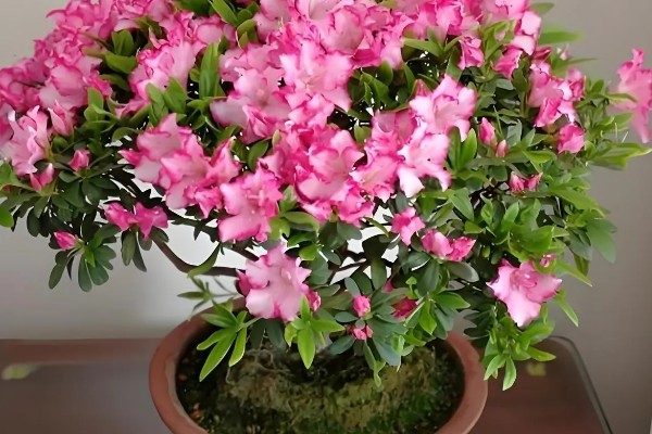 杜鹃花花败后怎样修剪,需及时摘掉残花