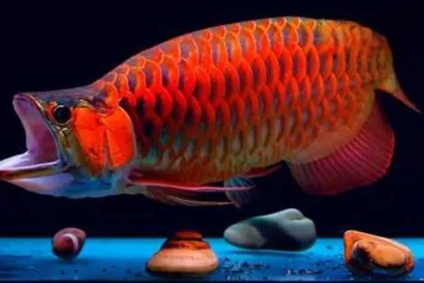 龙鱼为什么会褪色，天气热、水质差、未投喂色素饲料均会引起