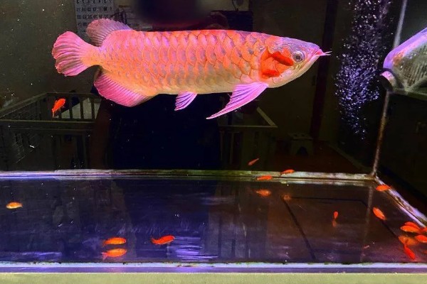 龙鱼为什么会褪色，天气热、水质差、未投喂色素饲料均会引起