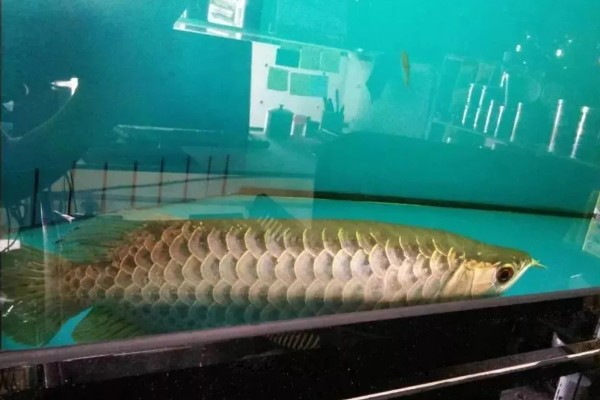 龙鱼为什么会褪色，天气热、水质差、未投喂色素饲料均会引起