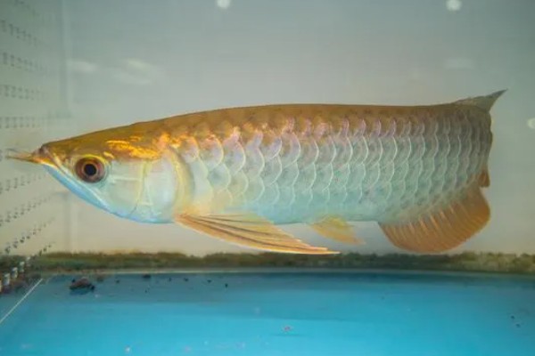 龙鱼为什么会褪色，天气热、水质差、未投喂色素饲料均会引起