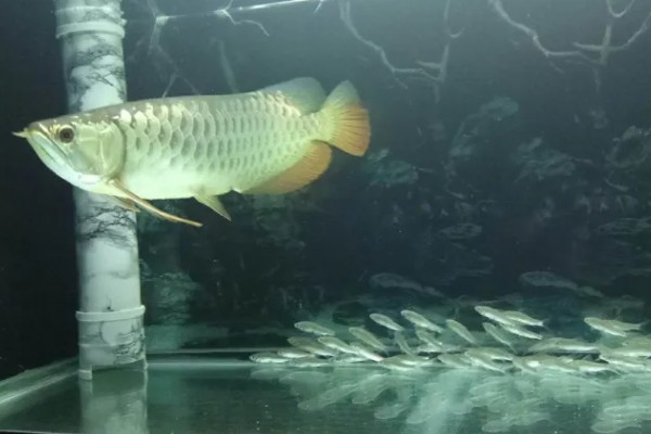 龙鱼为什么会褪色，天气热、水质差、未投喂色素饲料均会引起