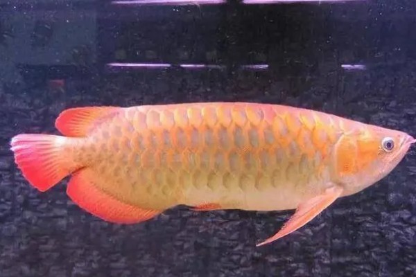 龙鱼为什么会褪色，天气热、水质差、未投喂色素饲料均会引起