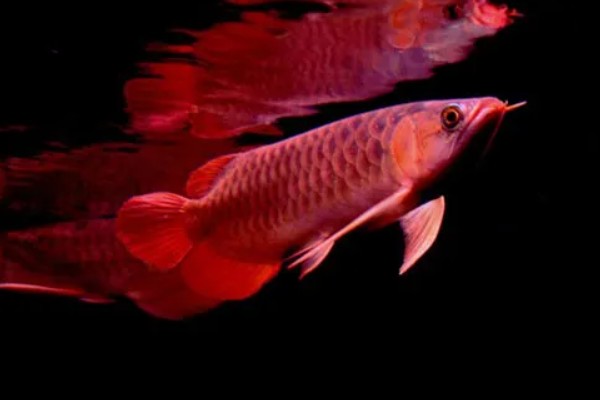 龙鱼为什么会褪色，天气热、水质差、未投喂色素饲料均会引起