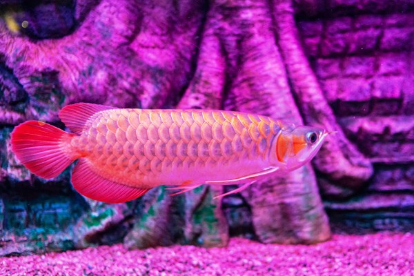 龙鱼为什么会褪色，天气热、水质差、未投喂色素饲料均会引起