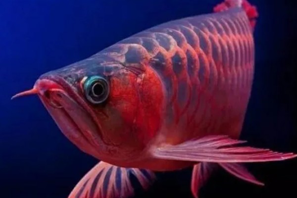 龙鱼为什么会褪色，天气热、水质差、未投喂色素饲料均会引起