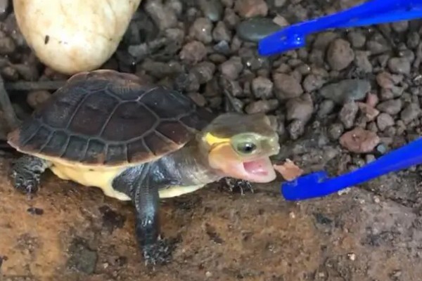 乌龟能一直放在水里面养吗，不可以一直放在水里养