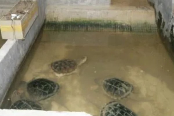 乌龟能一直放在水里面养吗，不可以一直放在水里养