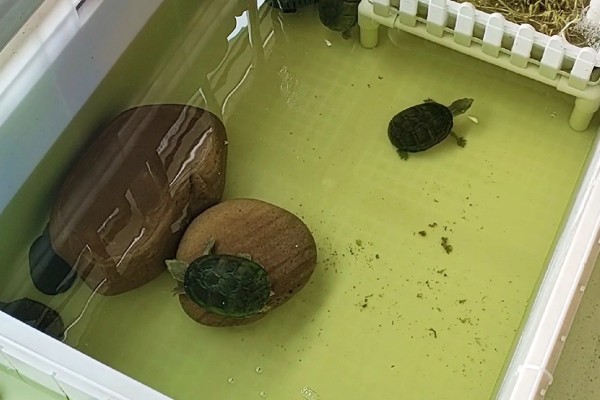 乌龟能一直放在水里面养吗，不可以一直放在水里养