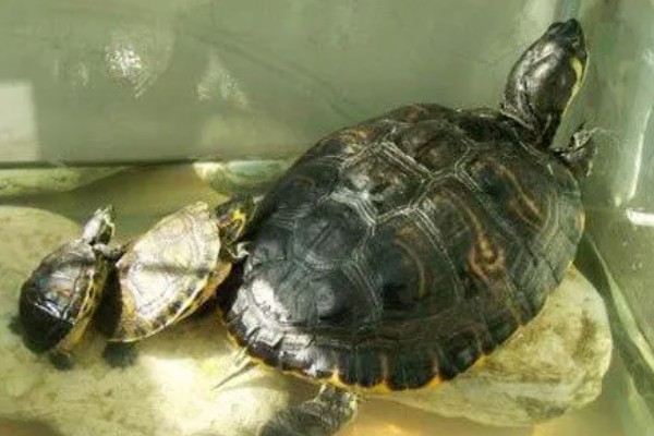 乌龟能一直放在水里面养吗，不可以一直放在水里养