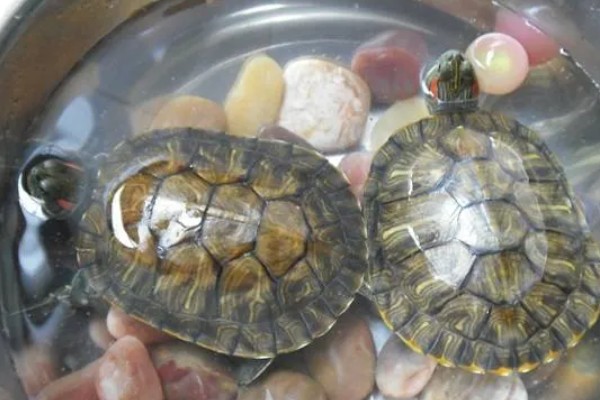 乌龟能一直放在水里面养吗，不可以一直放在水里养