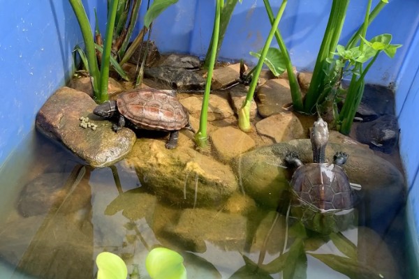 乌龟能一直放在水里面养吗，不可以一直放在水里养