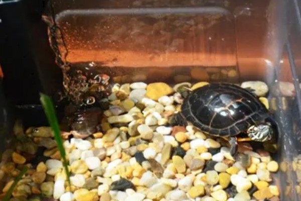 乌龟能一直放在水里面养吗，不可以一直放在水里养