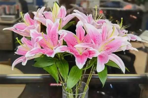香水百合的花语，寓意伟大的爱、纯洁等