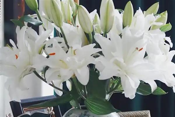 香水百合的花语，寓意伟大的爱、纯洁等