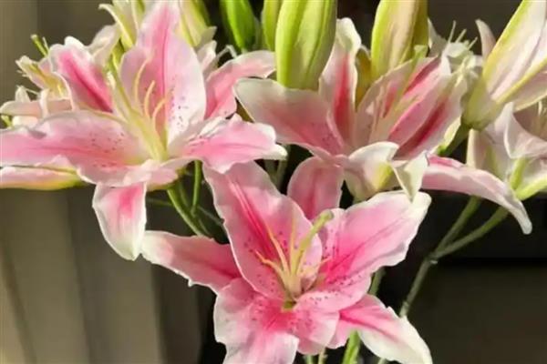 香水百合的花语，寓意伟大的爱、纯洁等