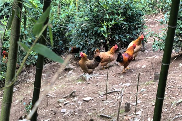 山上养鸡怕什么,怕外来动物的侵害