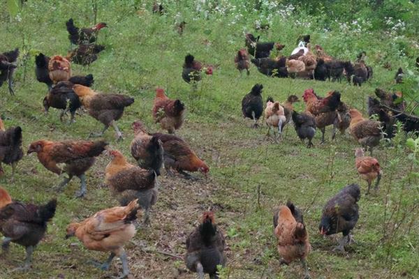 山上养鸡怕什么,怕外来动物的侵害