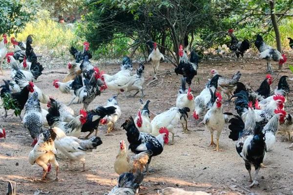 山上养鸡怕什么,怕外来动物的侵害
