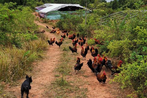 山上养鸡怕什么,怕外来动物的侵害