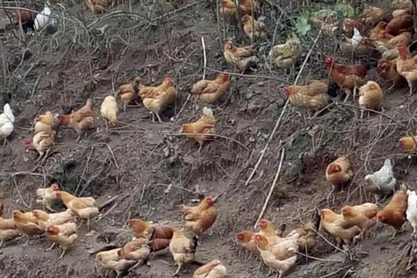 山上养鸡怕什么,怕外来动物的侵害