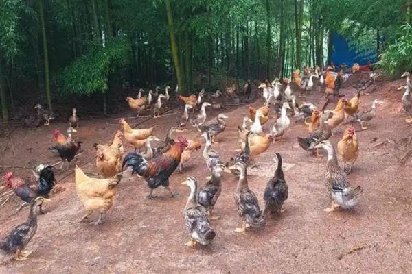 山上养鸡怕什么,怕外来动物的侵害