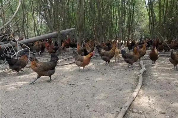 山上养鸡怕什么,怕外来动物的侵害